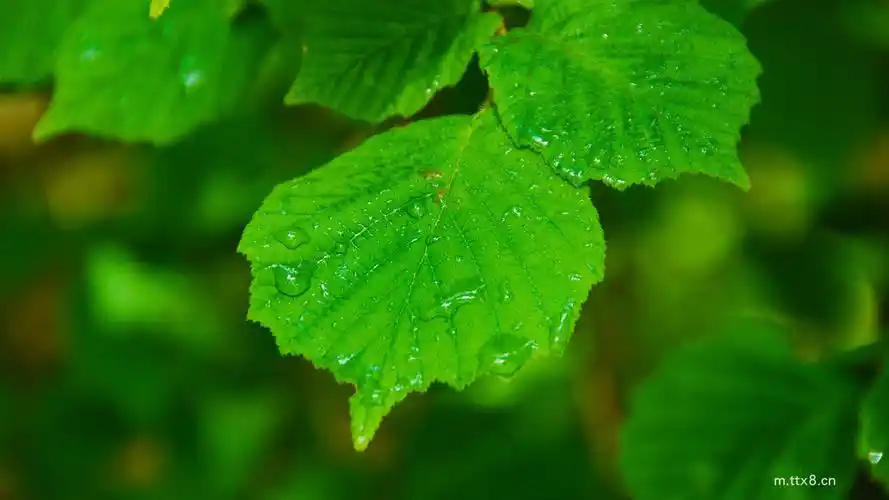 绿色,叶子,水珠,绿色护眼电脑壁纸.jpg