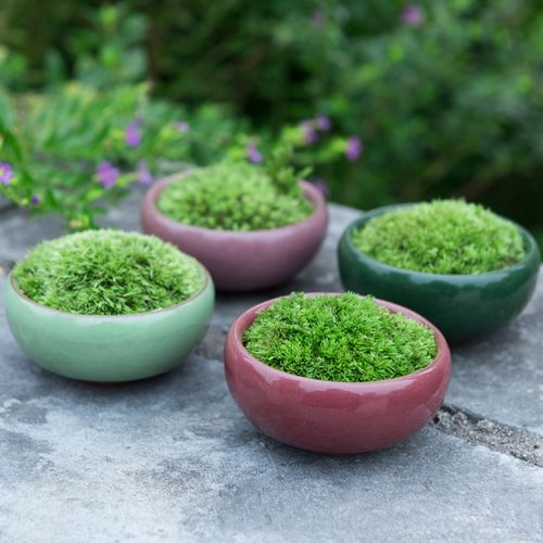 青苔小盆栽迷你桌面盆景苔藓微景观好养室内防辐射吸甲醛植物
