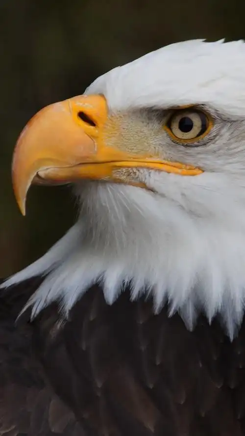 壁纸 鹰,白羽头 2880x1800 hd 高清壁纸, 图片, 照片