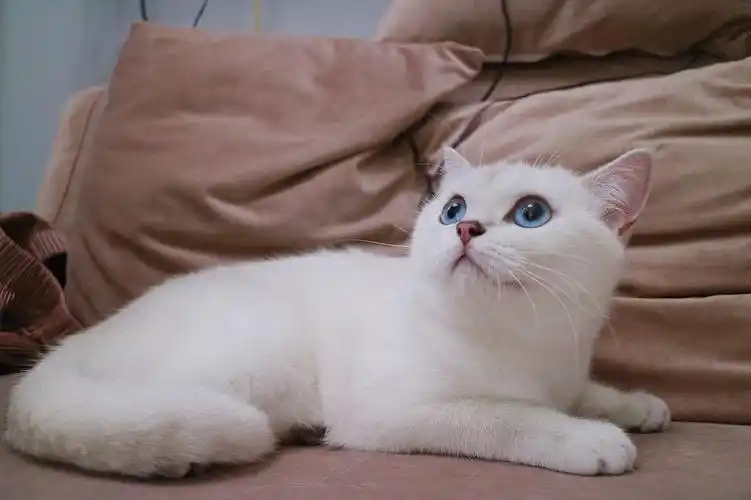 上海英短银点妹妹母猫蓝眼睛找家长