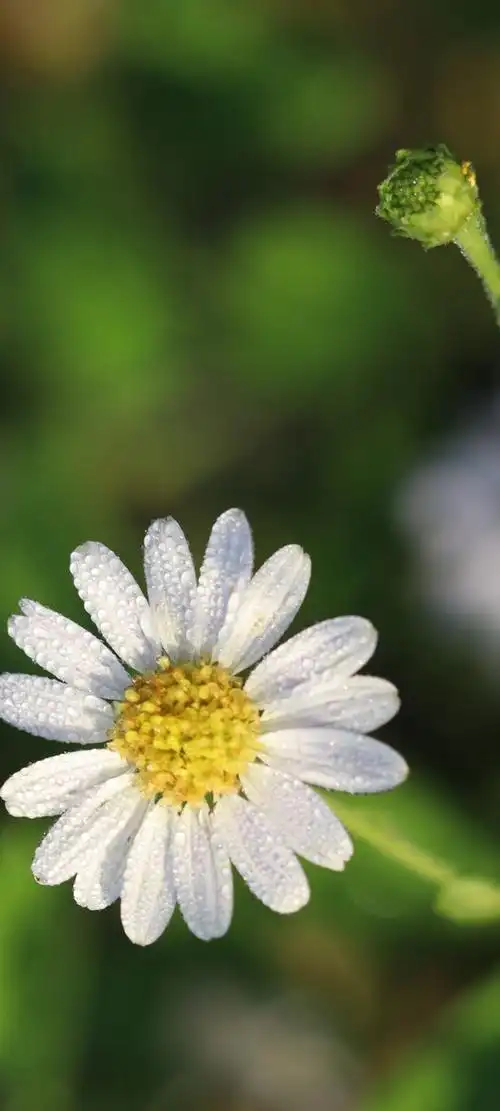 小雏菊太适合做壁纸啦