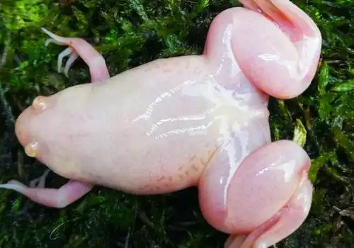 金蟾蛙有没有舌头 怎么分辨公母