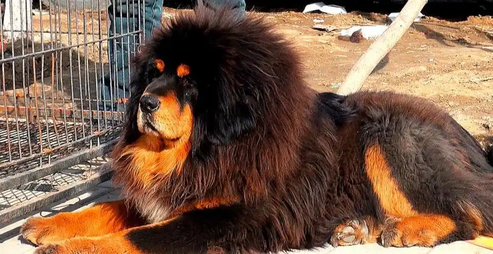 天津藏獒比赛獒王,王占奎的藏獒天龙