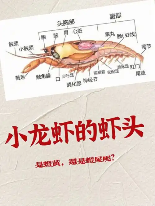 涨知识|头部的黄,到底是虾黄还是虾屎6015