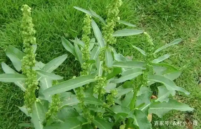 农村人称它为"金不换",有清热解毒,消肿化瘀的功效,价值高