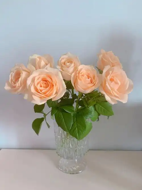 鲜切玫瑰花蜜桃雪山帆船会