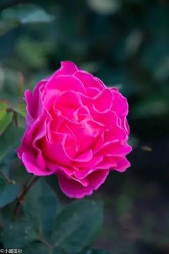 晨光中百花园里赏百花21种鲜花33张美图附花名科普呦