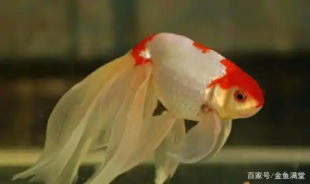 超清镜头下,这5种金鱼尾巴是公认的漂亮!