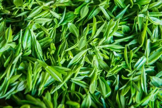 茶青安吉白茶绿茶高山荒野绿茶