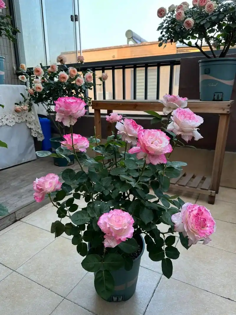 月季六翼天使 又是一年月季花开的时候,好歹露个脸