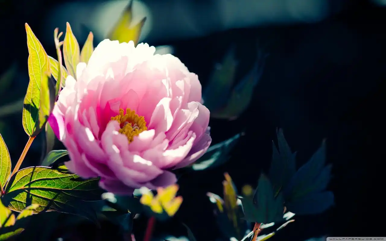 好看的花草植物唯美意境大图电脑桌面壁纸下载