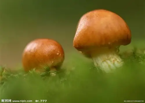 蘑菇蘑菇 - 堆糖,美图壁纸兴趣社区