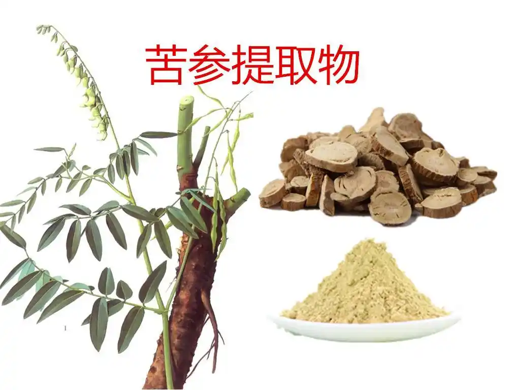 苦参提取物苦参浓缩粉厂家格