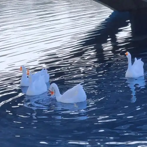 冬天的大白鹅～ - 堆糖,美图壁纸兴趣社区