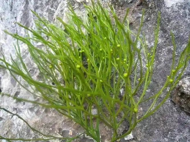 因为如果龙心烦失眠,尿少涩痛,口舌生疮的话,拔下几根胡须就能治病了