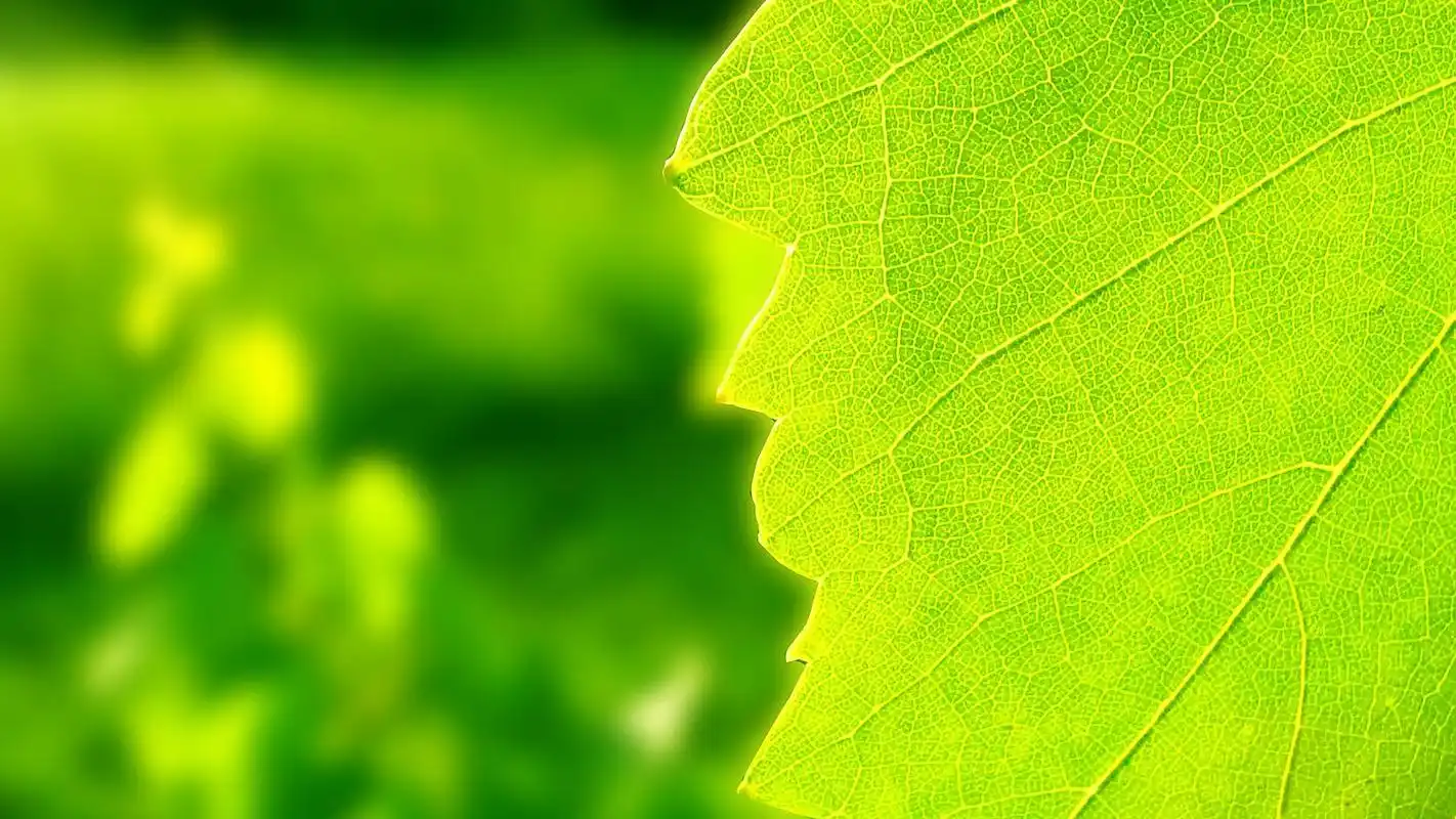 绿色养眼的叶子唯美图片桌面护眼壁纸