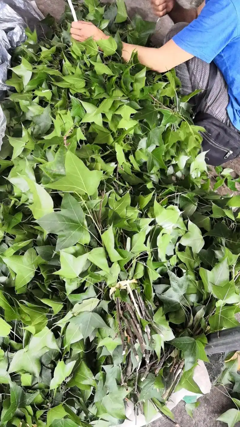 保存枫叶水的方法.#枫香叶 今天终于买到最后一批枫叶了,要保 - 抖音