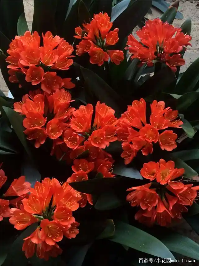 养君子兰,搞定它的3个"小癖好",红硕花朵成群开,美极啦!