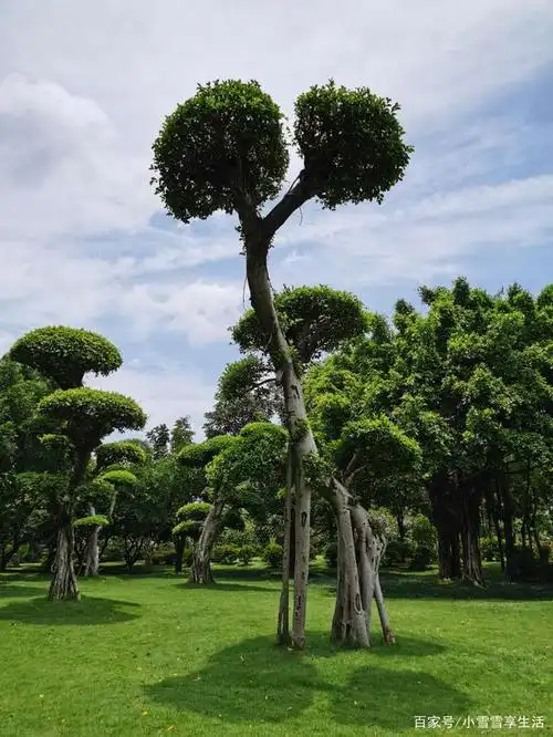 南宁一棵奇葩大树意外走红,树干形似"蜘蛛网"