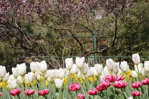 中山公园郁金香花展