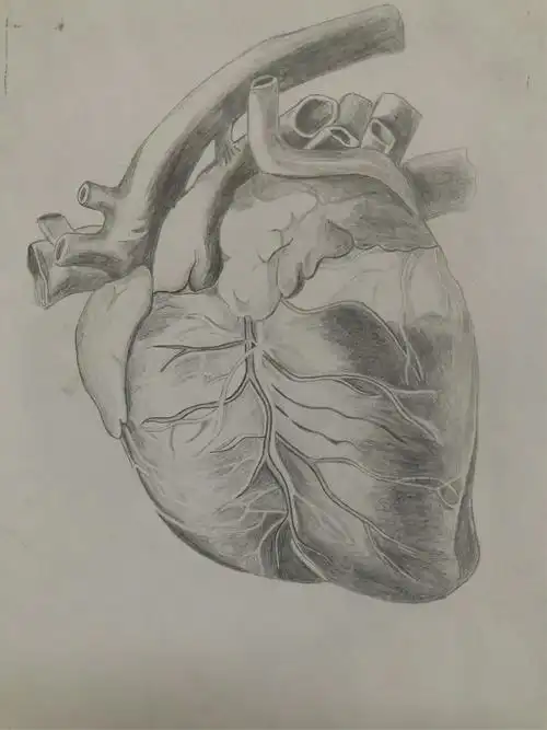 人体解剖手绘大赛开始啦🎉🎉 - 美篇