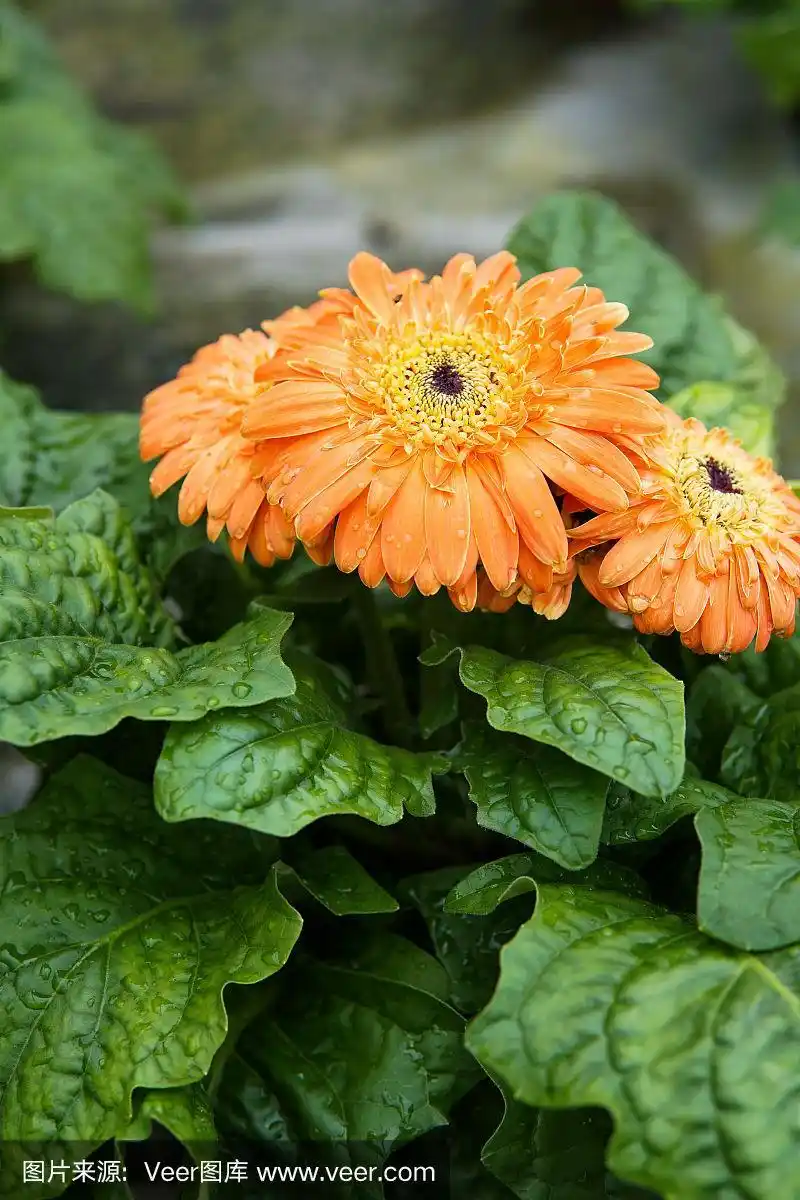 近距离的新鲜非洲菊与水滴在叶片背景-图像