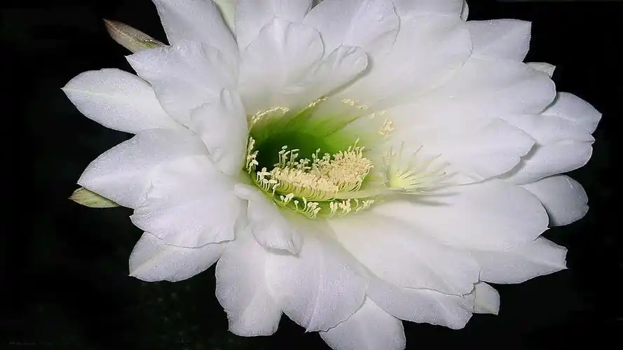 盛开的昙花,高清壁纸图片,鲜花背景-回车桌面