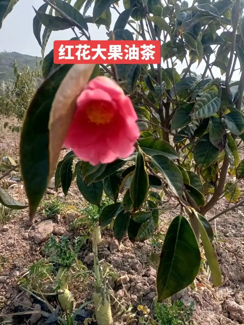硕果累累的季节 红花大果油茶试挂果,期盼来年满山硕果 - 抖音
