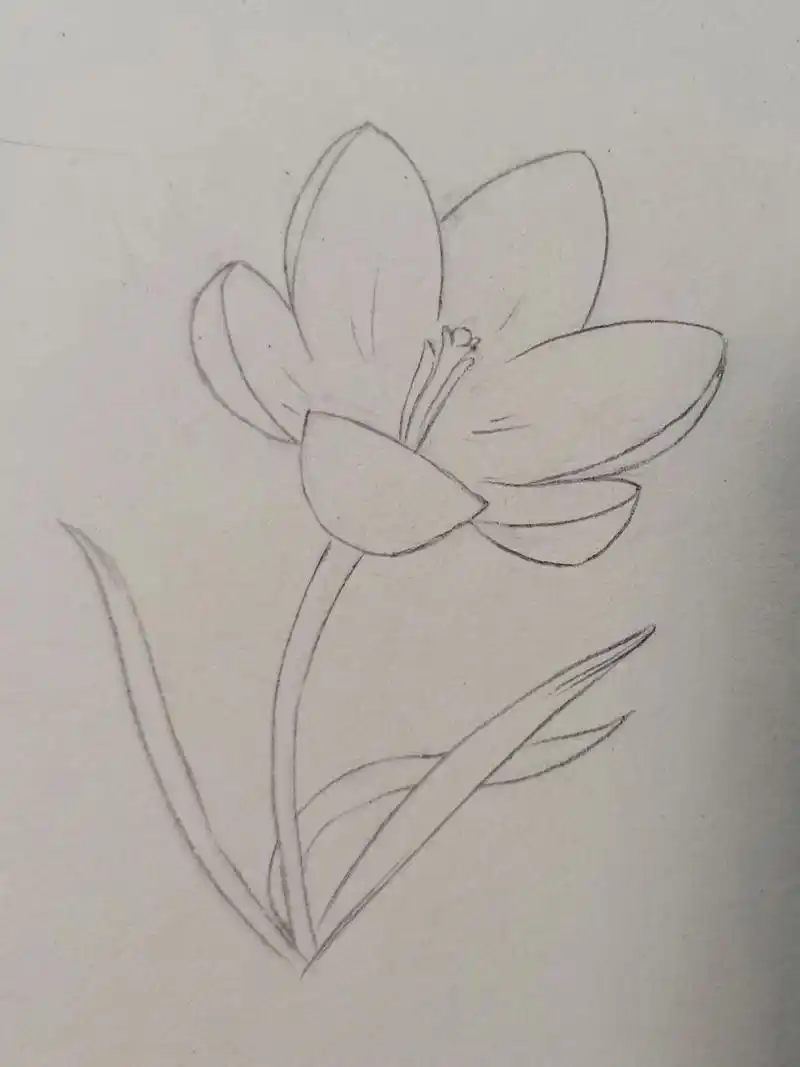 临摹素描花卉(2) 花名番红花,是一种鸢尾科番红花