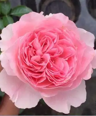 伊芙口红诱惑月季花达苗粉色大花型浓香勤花品种阳台庭院植物时令草本