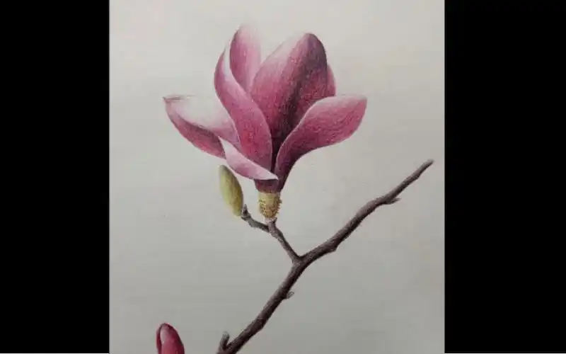 彩铅画玉兰花全过程