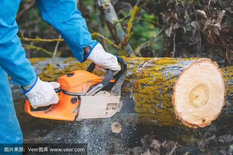 一个伐木工人用链锯切割旧木头的特写.