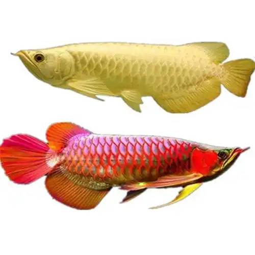 超血印尼血红龙鱼活鱼招财金龙鱼活体观赏鱼幼苗鱼