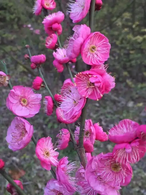 梅花香自苦寒来