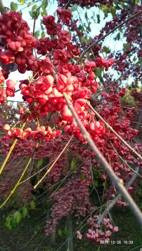 美到心动的丝棉木