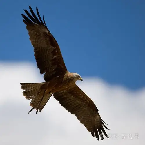 在多云的蓝天下伸出翅膀猎鹰