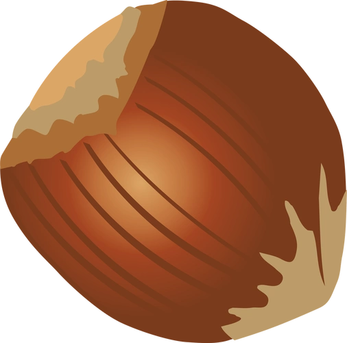 hazelnutnutillustration图片