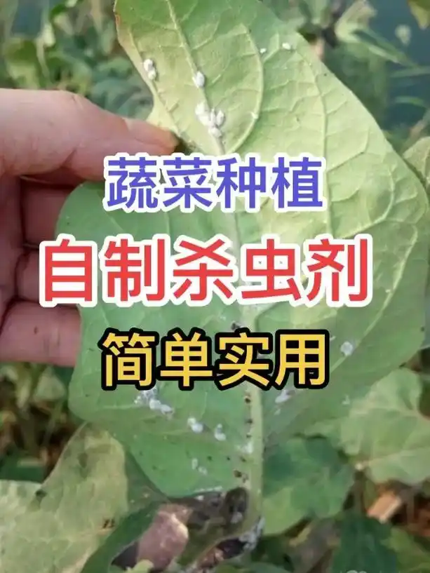 自制防虫杀虫剂,大白菜,茄子,辣椒,等等很多蔬菜都能用,安全 - 抖音