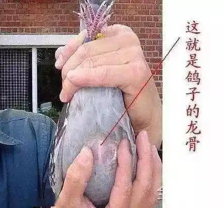 下面从种鸽龙骨,耻骨