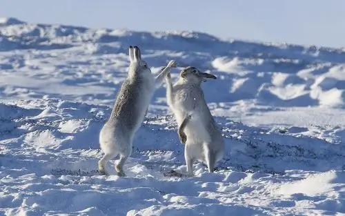 壁纸 两只兔子在雪地里玩耍,冬天