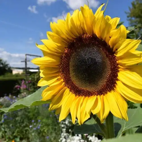 带来好运的向日葵头像金色努力生长的向日葵图片