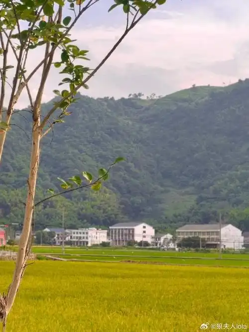 所以,来农村吗?我放牛养