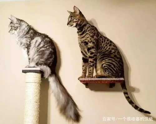 世界上尾巴最长的猫,长达45厘米