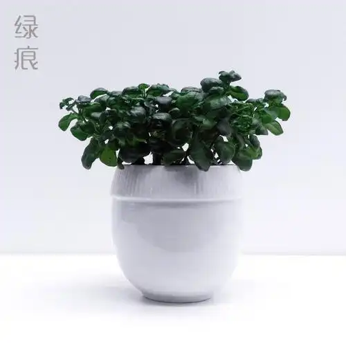 绿痕 绿植 植物 黑珍珠 盆栽 净化空气 防辐射 吸甲醛 家居美化