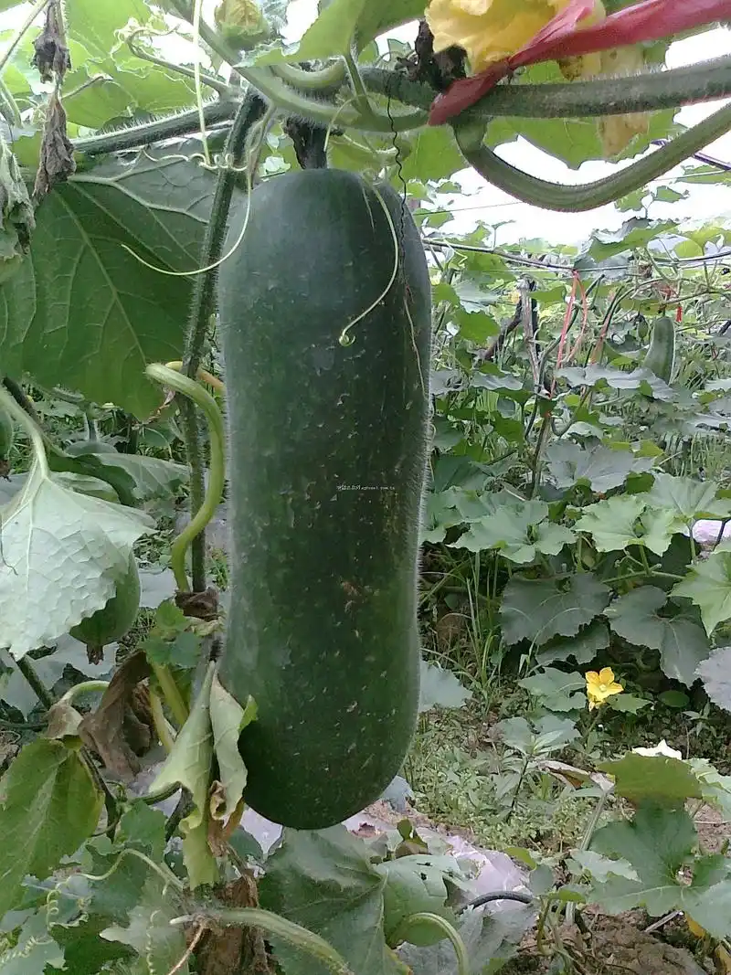 冬瓜好处那么多,具有什么营养!