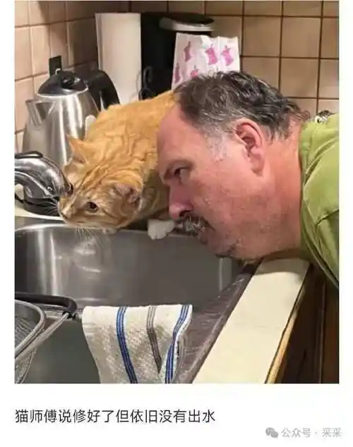 真是猫丑不怕巷子深啊哈哈哈哈搞笑萌宠图