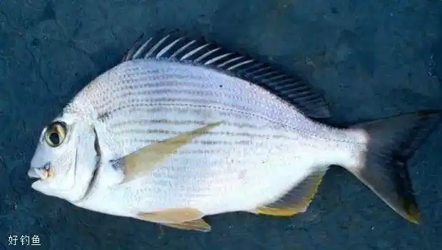 海钓鲷鱼有哪些常见的种类