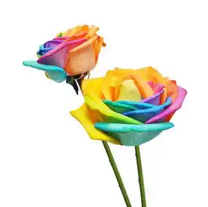 玫瑰红绿颜色图片