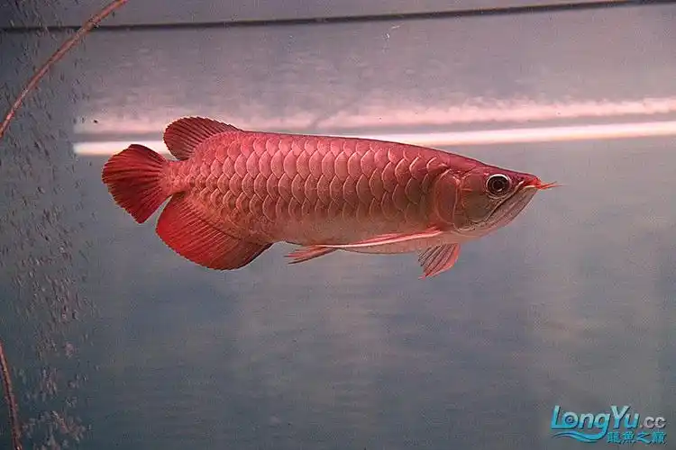 绿皮辣椒红龙[已售]