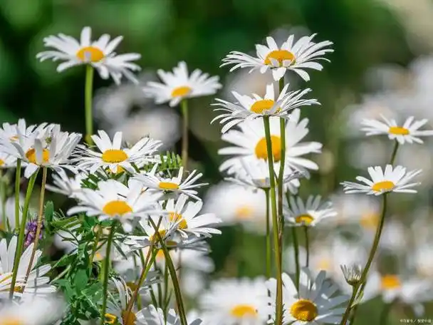 小雏菊是一种清新脱俗的花卉,是许多花友们喜爱种植的植物之一.